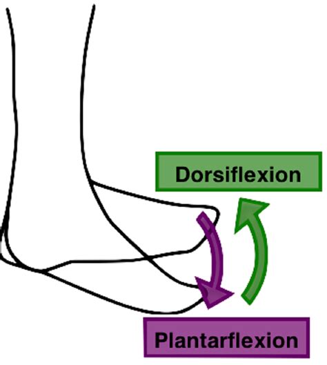 Plantar Flexion - The Definitive Guide | Biology Dictionary