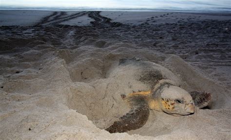 nesting sea turtle fwc – WSVN 7News | Miami News, Weather, Sports ...