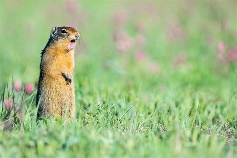 Best Gopher Poison - WildlifeRemoval.com