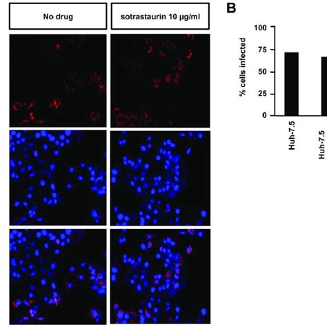 Effect On Early Hcv Replication Cycle Stages A Infection Of Huh