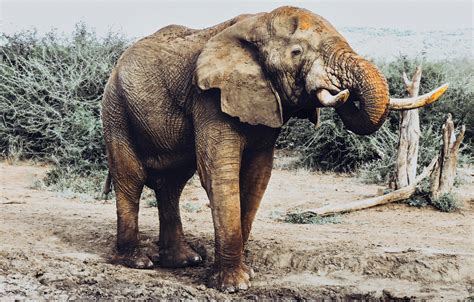 Gray Elephant Walking On Grass Field · Free Stock Photo