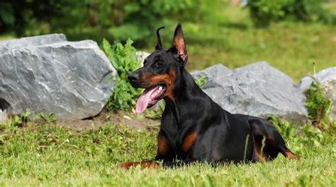 Doberman Pinschers | Pet Health Insurance & Tips