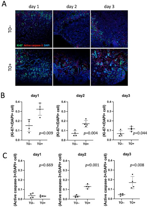 Changes in cell proliferation and apoptosis. A Immunofluorescence for ...