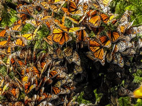 La Mariposa Monarca México Desconocido