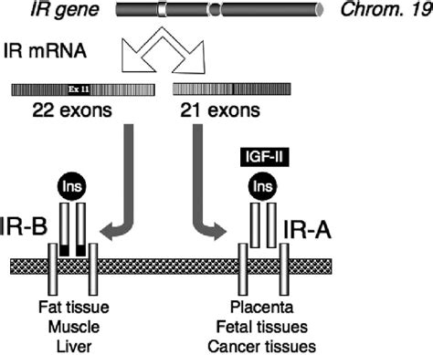 Schematic Representation Of Ir Splicing Isoform Expression And