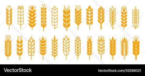 Wheat Ear Spikelets With Cereal Grains Icons Vector Image