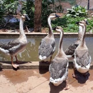 Ganso Sinaleiro Branco Criatório Bichos e Aves Ornamentais