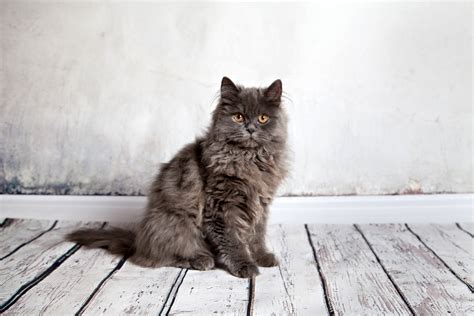 Cat Wallpapers Weekly Kucing Termahal Di Dunia Ueciararmvo