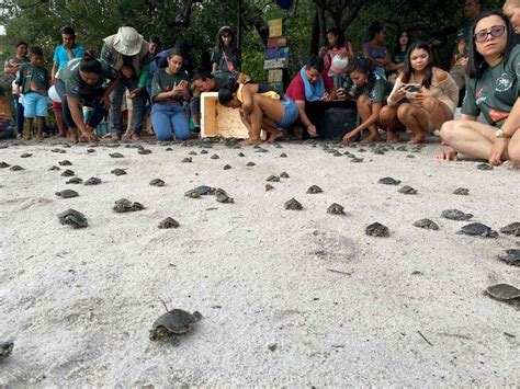 Mais de 11 mil filhotes de quelônios são devolvidos à natureza na RDS