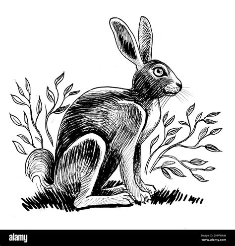 Hare sitting in bushes. Ink black and white drawing Stock Photo - Alamy