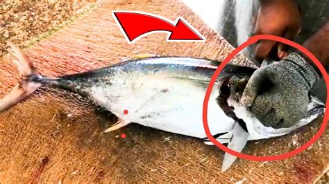 How A Fillet Tuna Fish Tuna Fish Cutting Experts Fish Fillet