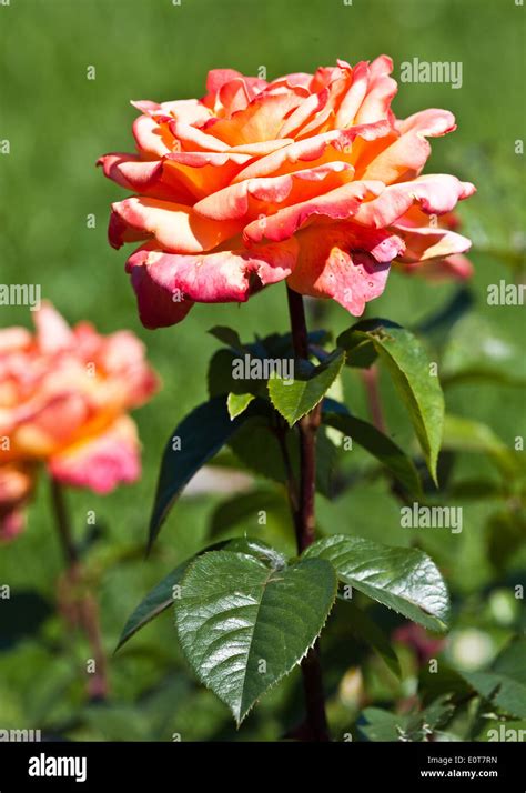 Rosafarbene Rosen Blooming Roses Stock Photo Alamy