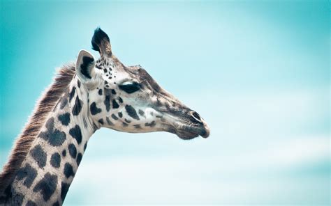 Giraffe HD Wallpapers Free Download