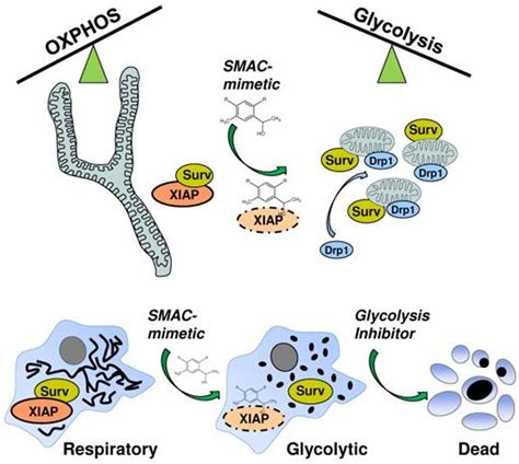 Modulation Of Respiration And Mitochondrial Dynamics By SMAC Mimetics