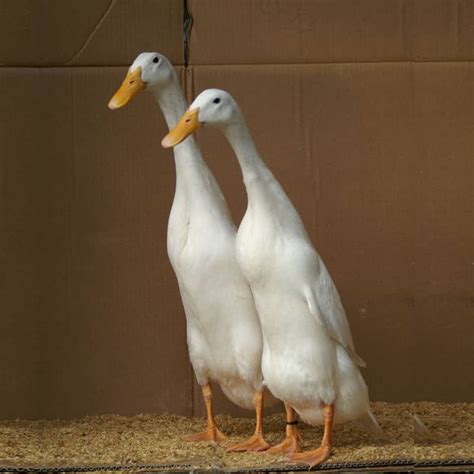 Indian Runners White Akers Flock