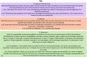 Nervous System Flow Chart: Peripheral vs Central by Sunshine Learning