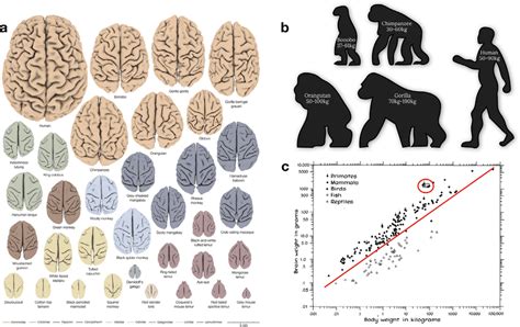 Relative Brain Size Cross Species Comparison A 34 Three Dimensional