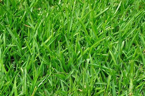 Lawn Fertilizer Schedule & Application Tips [Greener Lawn] | Lawn Chick