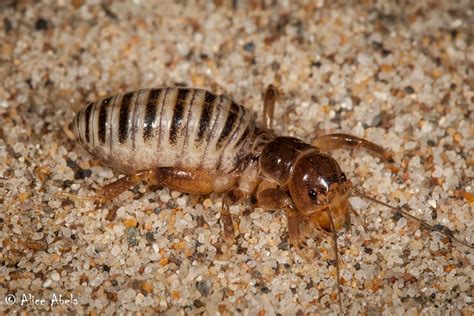 Jerusalem Cricket Ammopelmatus Sp Boat House 10 Nymp Flickr