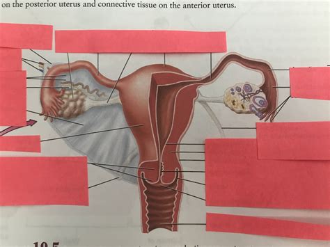 F Reproductive Organs Frontal 4 Diagram Quizlet