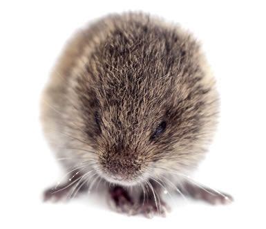 Facts About Voles | Vole Facts | Havahart®