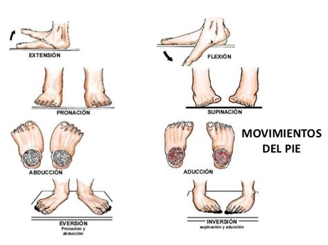 Imagen Relacionada Anatomico Planos Kinesiologia