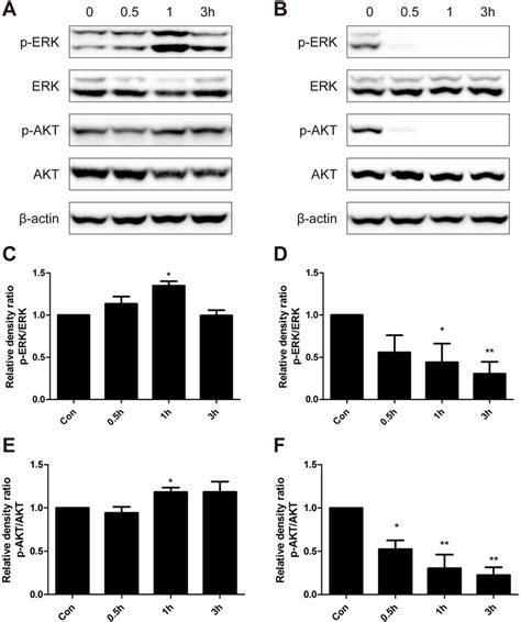 Western Blot Analysis Of Protein Expression Levels Of P Erk Erk P Akt