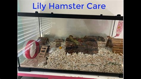 Basic Hamster Care Youtube