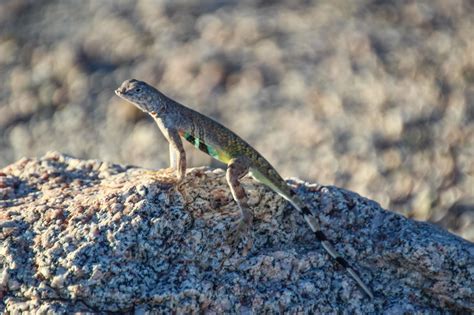 Cannundrums: Zebra-Tailed Lizard - Organ Pipe 2017