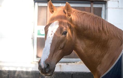 Big Star and other elite stallions: behind the scenes at Stallion AI ...