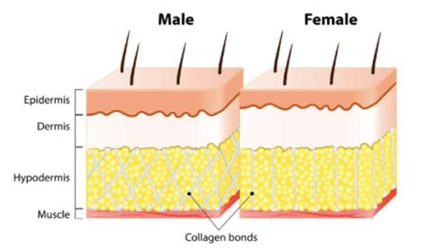 The Difference Between Mens And Womens Skin Expert Gentleman