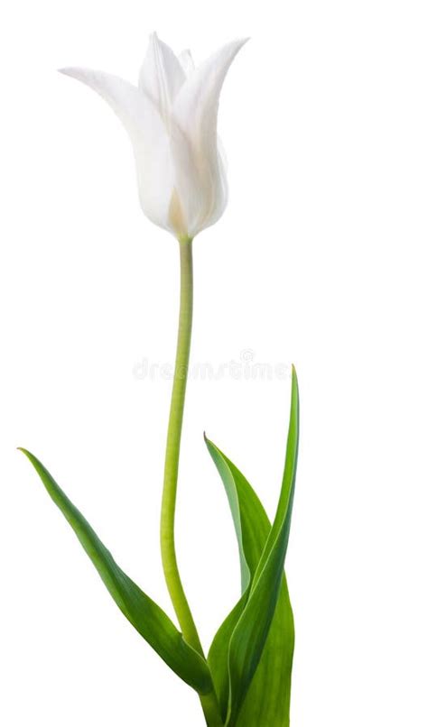Beautiful White Tulip Flower Is Isolated On White Stock Image Image