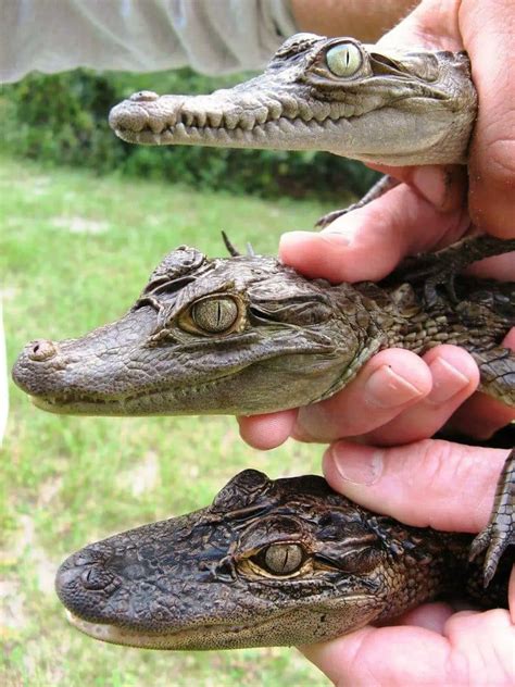 Actualizar Imagen Diferencias Entre Cocodrilo Lagarto Y Caiman