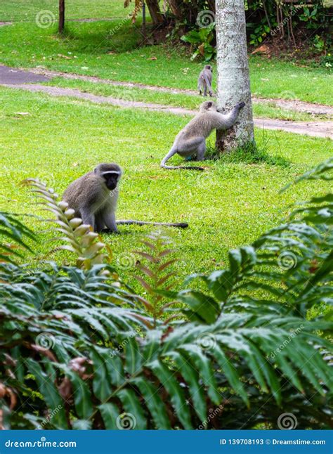 Vervet Monkeys Walking Through Trailer Park Stock Image Image Of