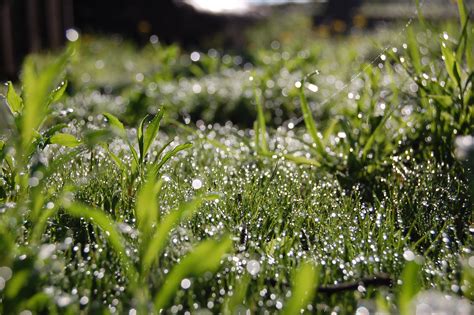 Free Images Water Nature Branch Dew Lawn Meadow Sunlight