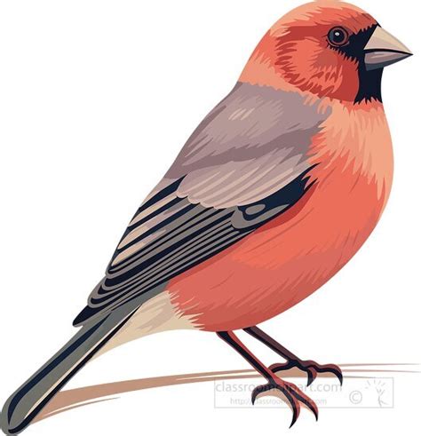 Bird Clipart-red finch bird