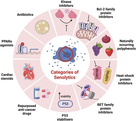 Strategies for senolytic drug discovery - Power - 2023 - Aging Cell ...