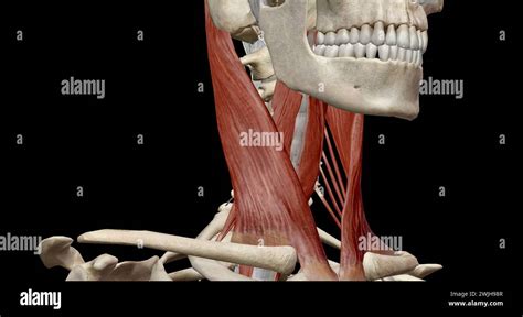 The Deep Cervical Flexors Are A Muscle Group Consisting Of The Longus
