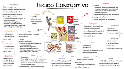 Mapa Mental Tecido Conjuntivo