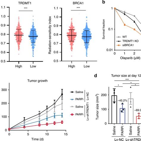 TRDMT1 Inhibition Sensitizes Cells To Radiation And PARPi A Clinical