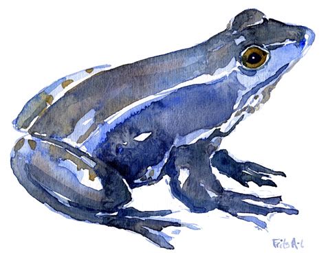 Frog Watercolor Sketches Old Site