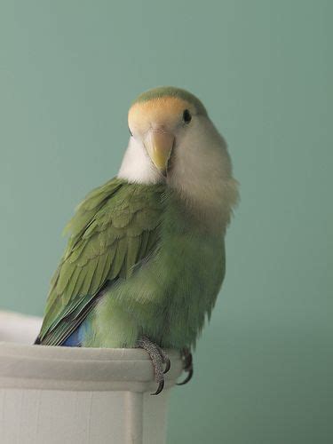 Peachfaced lovebird aka rosy faced lovebird breeding genetics ...