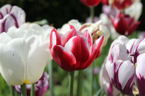 Close-Up Shot of Blooming Tulips · Free Stock Photo