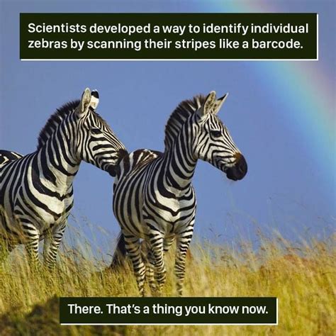 Zebra Facts | Weird animal facts, Animal facts interesting, Animal facts