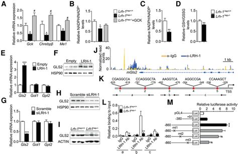 Gls2 Is A Direct Transcriptional Target Of LRH 1 A B Hepatic MRNA