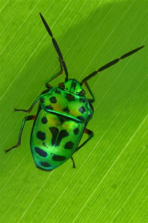 Green Beetle Bug Biological Science Picture Directory