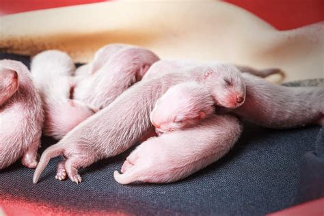 Ferret Babies Imp World