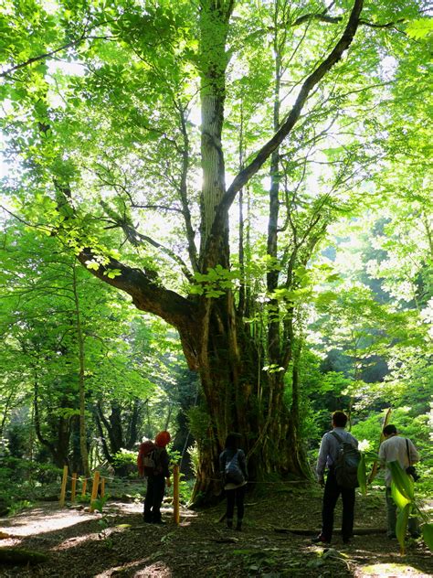 芦生の森ガイドツアー開始のお知らせ 京都 美山ナビ 京都 美山ナビ 日本の原風景が残る京都・美山町の観光情報サイト