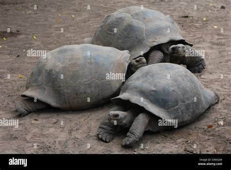 Cerro Paloma Tortuga Gigante Chelonoidis Nigra En El Centro De