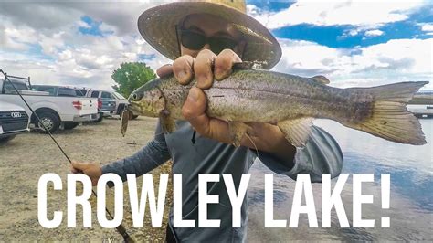 Crowley Lake Fishing Hungry Trout Youtube